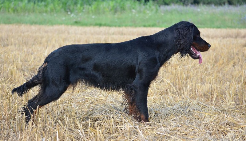 Hindy du Val D'Adée