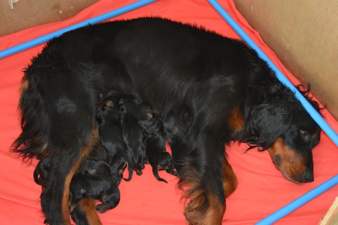 du Val D'Adée - Naissance des chiots le 07/03/2015