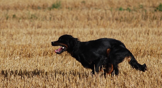 du Val D'Adée - Hitch du Val d'Adée obtient le titre de trialer à l'automne 2014